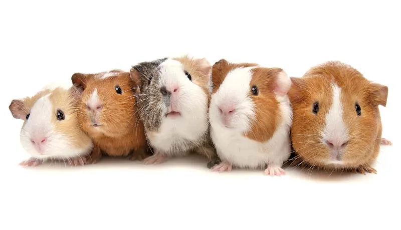 About Guinea Pigs