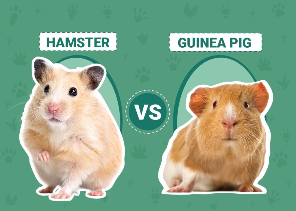 Hamsters vs Guinea Pigs