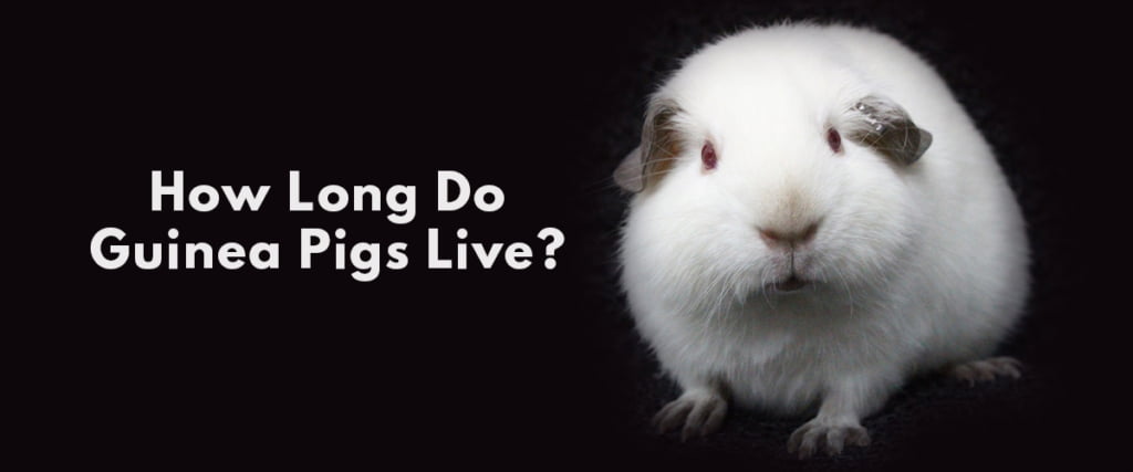 How Long Do Guinea Pigs Live