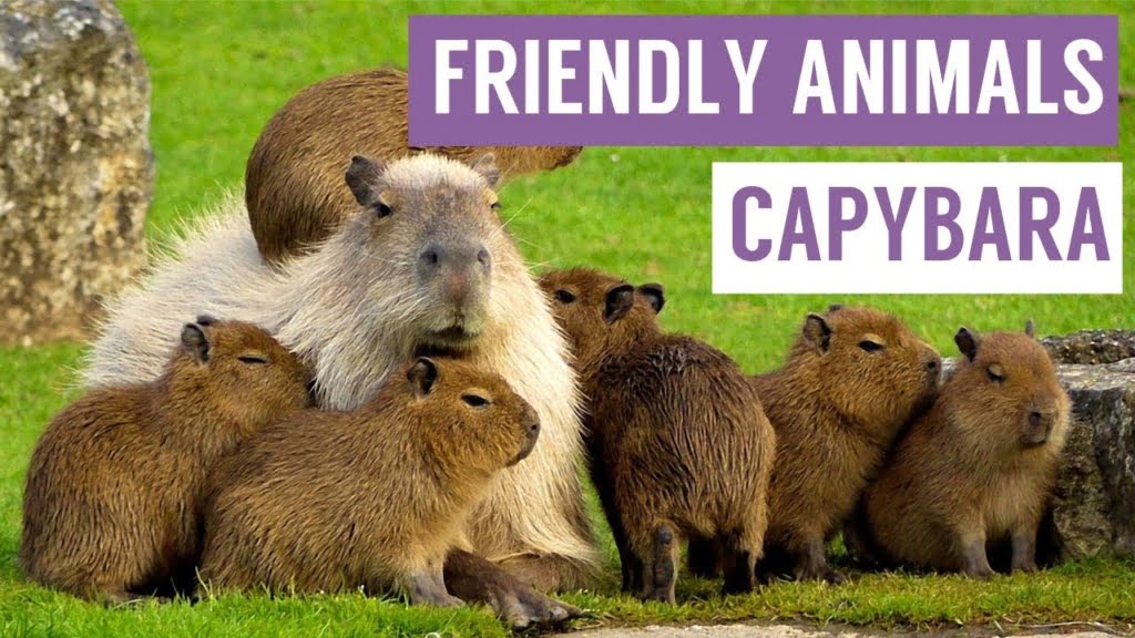 https://www.dailymail.co.uk/travel/travel_news/article-4663910/The-capybara-friendliest-animal-world.html