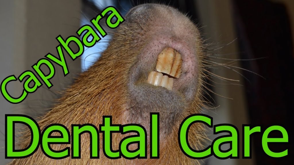 Capybara teeth