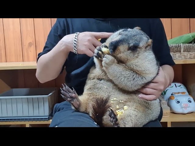 himalayan marmot