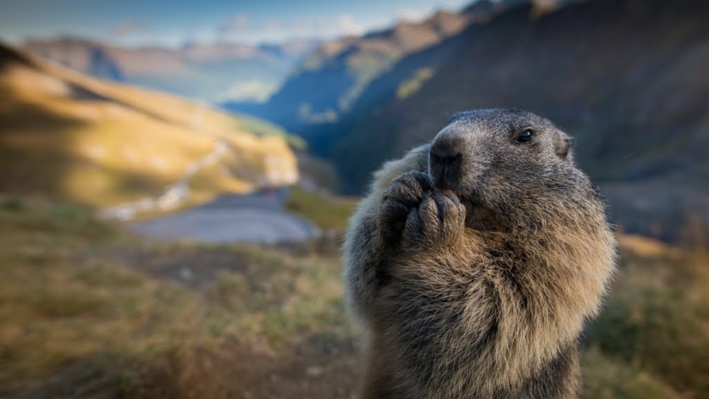 marmot for sale