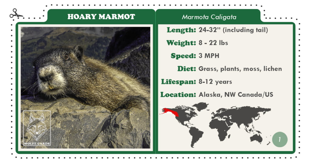 hoary marmot