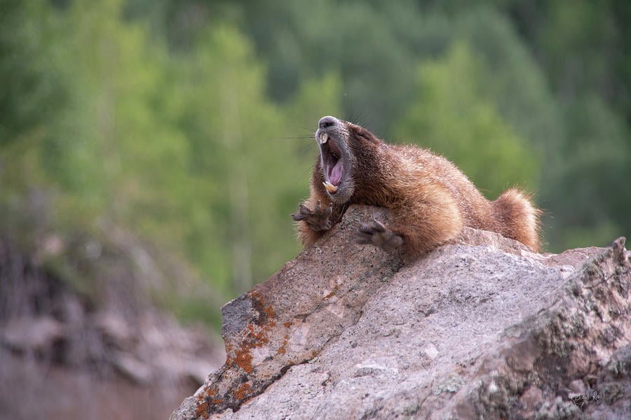 Screaming Marmots