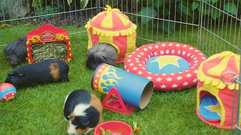 Guinea Pig Accessories