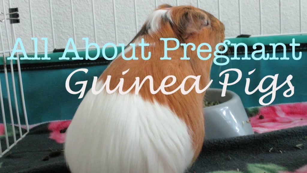 Pregnant Guinea Pigs