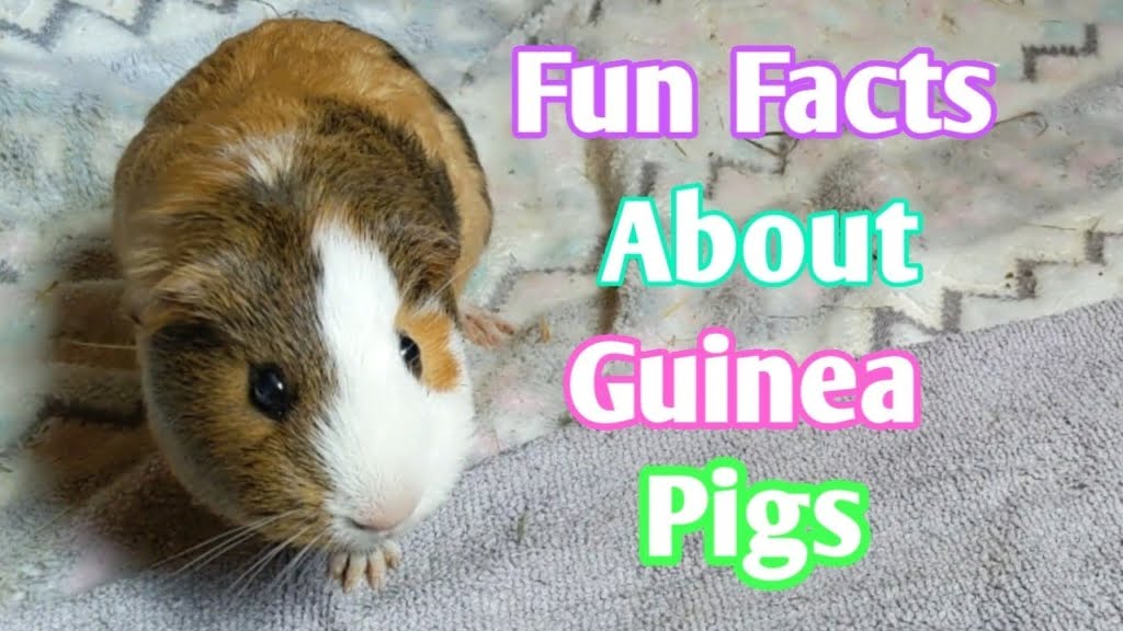 guinea pigs facts