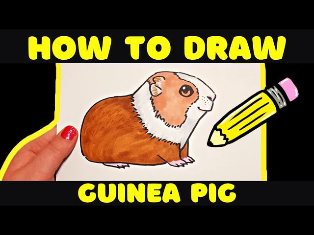 guinea pigs drawing