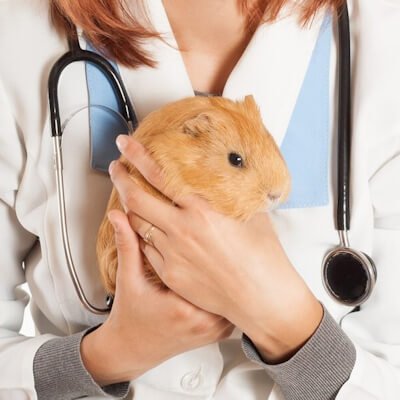 guinea pig vet near me