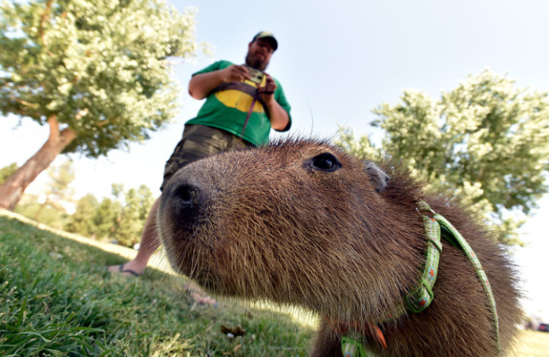 Are Capybaras Legal in Nevada