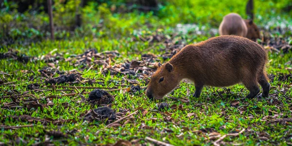 Are capybaras in Costa Rica?