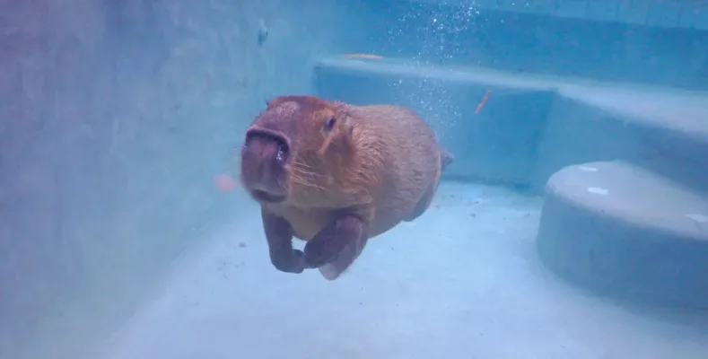 Can Capybara Swim