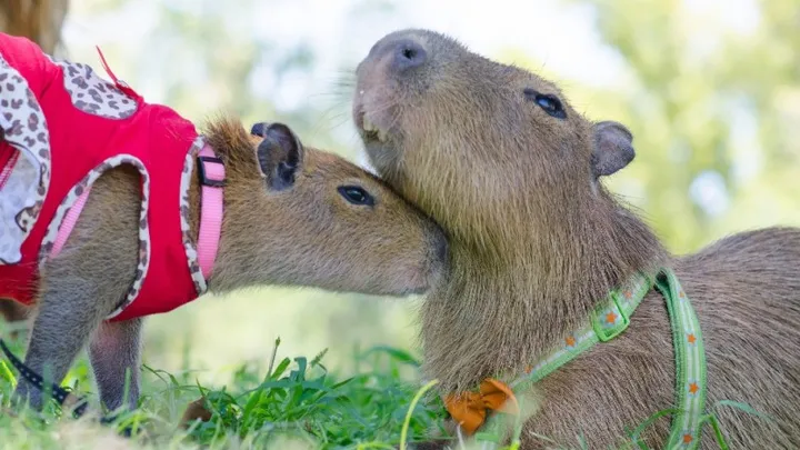 capybara as pet