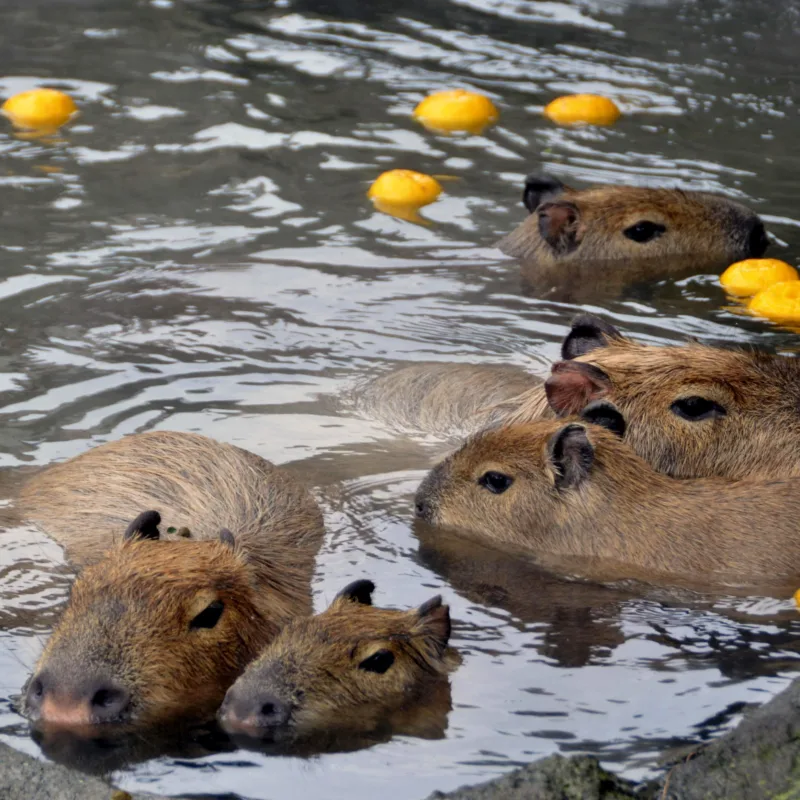 Why Do Capybaras like Oranges