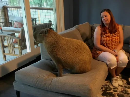 Capybara Michigan Pet