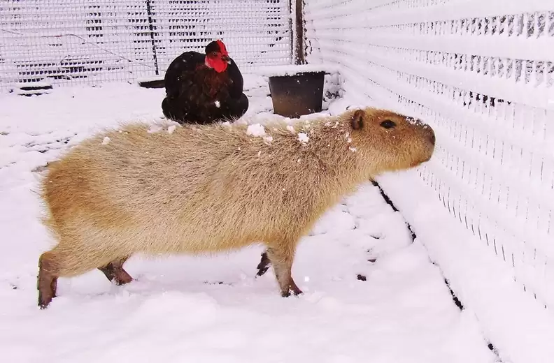 Can I own a Capybara