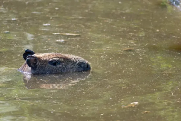 Capybara Swimming Speeds