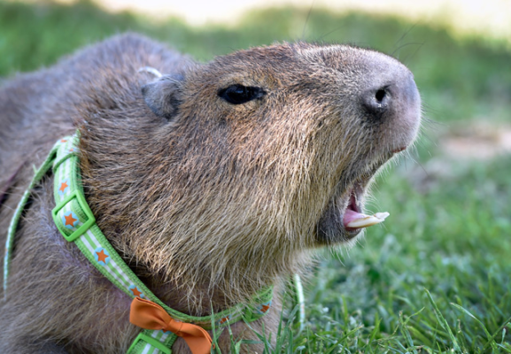 Capybara Arizona