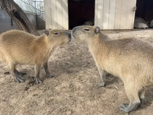 Capybara pet in Arizona