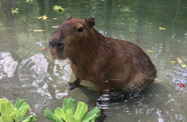 dead capybara
