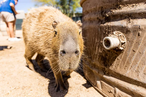 Capybara Arizona