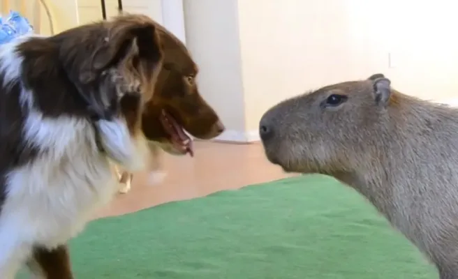 Capybaras vs. Dogs