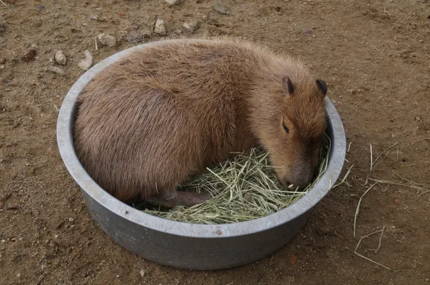 Do Capybaras Hibernate