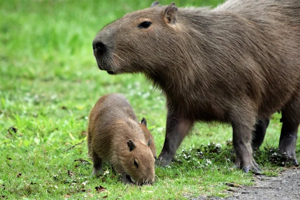 How Much is a Capybara