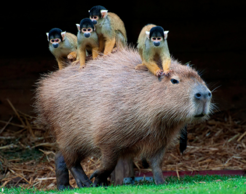 Smart Capybara