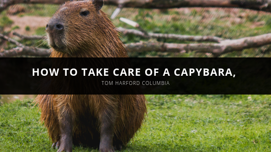 Taking Care of a Capybara