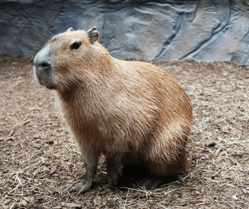 Where to Buy a Capybara