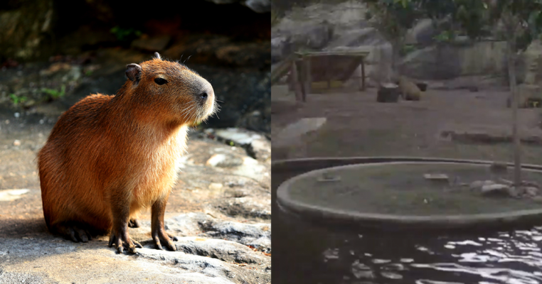 Capybara Cam at Taronga Zoo Sydney