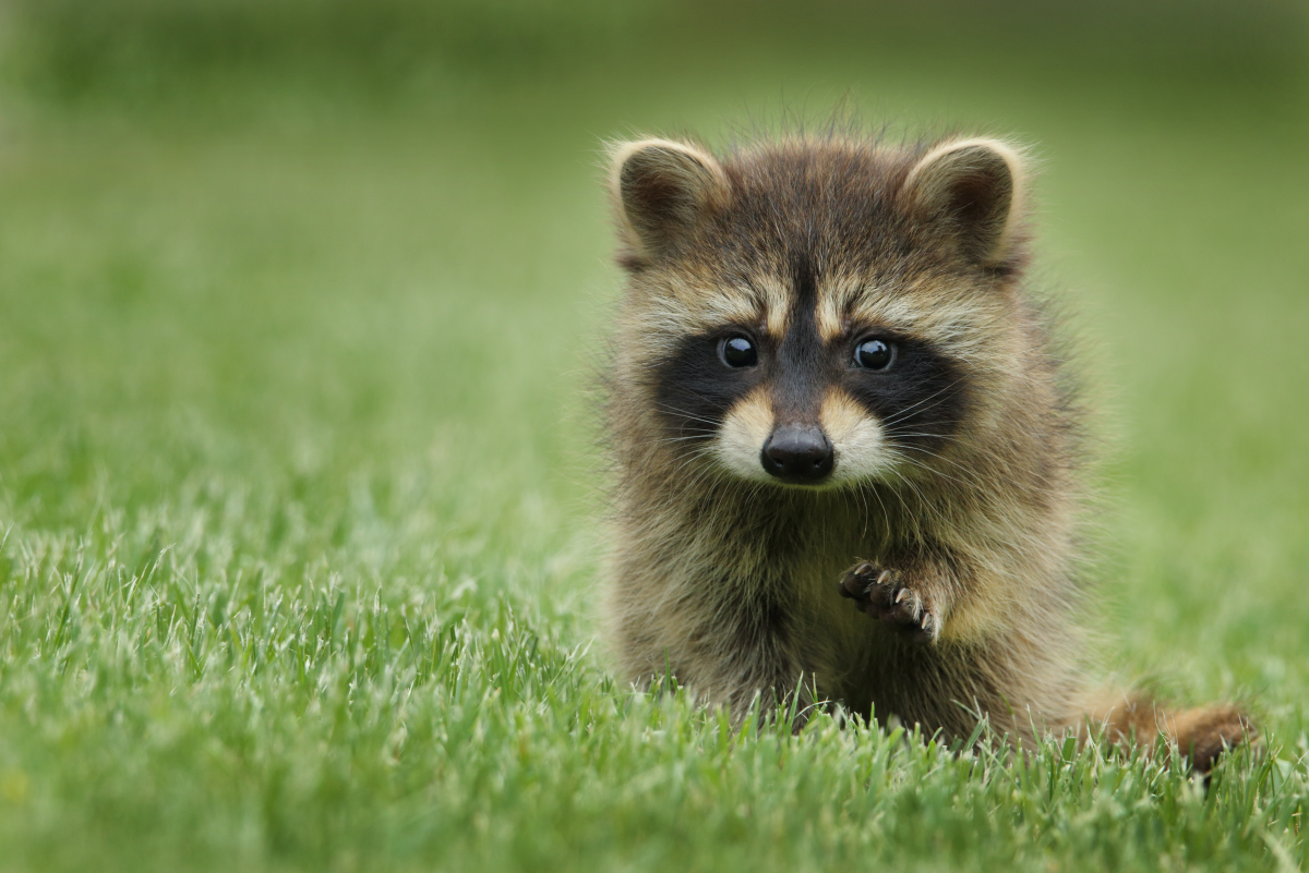 Racoon in Texas