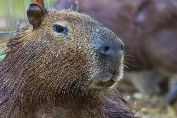 Capybara Petting Zoo Dallas