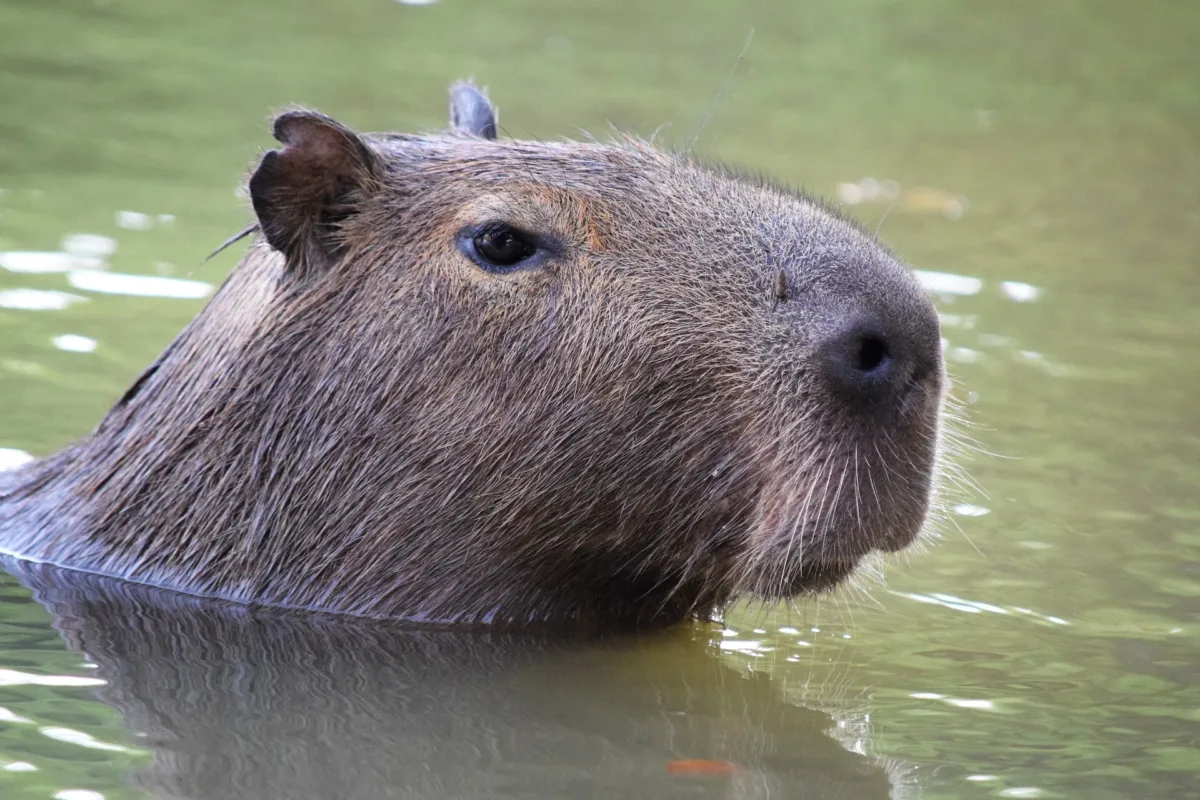 Enriching the Lives of Capybaras: Ensuring Their Physical and Mental Well-being