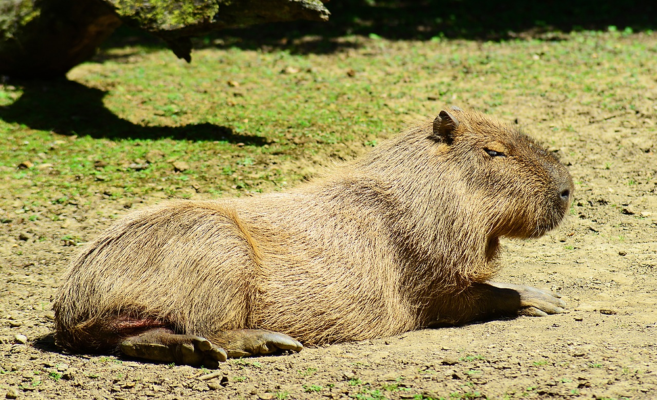  Enriching the Lives of Capybaras: Ensuring Their Physical and Mental Well-being