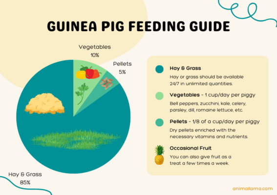 Guinea Pig Nutrition