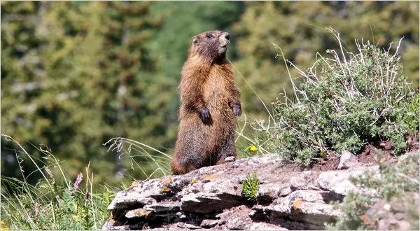 Marmots Population in Colorado