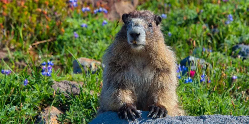 Marmot Population in Colorado