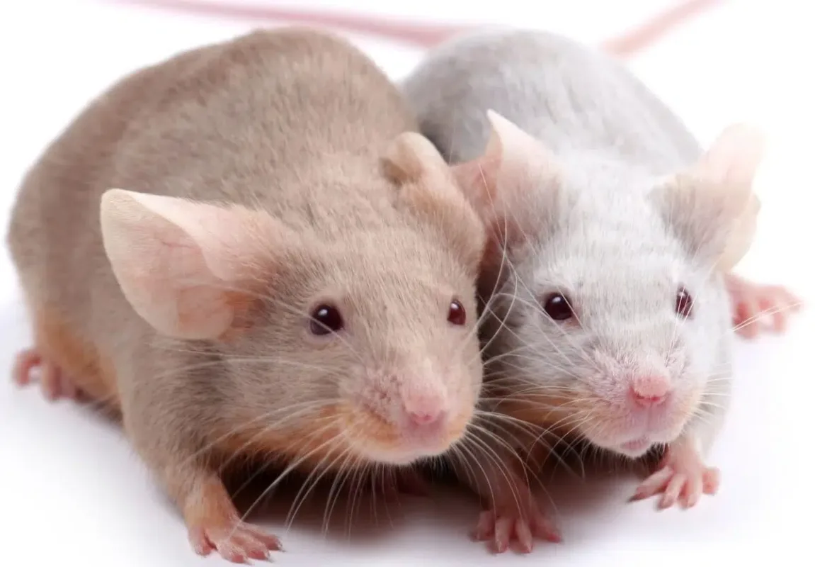 How Long Do Mice Live as Pets?