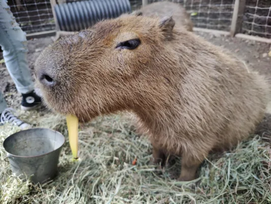 Do capybaras eat bananas?