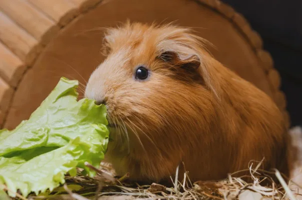 Do Guinea Pigs Hibernate