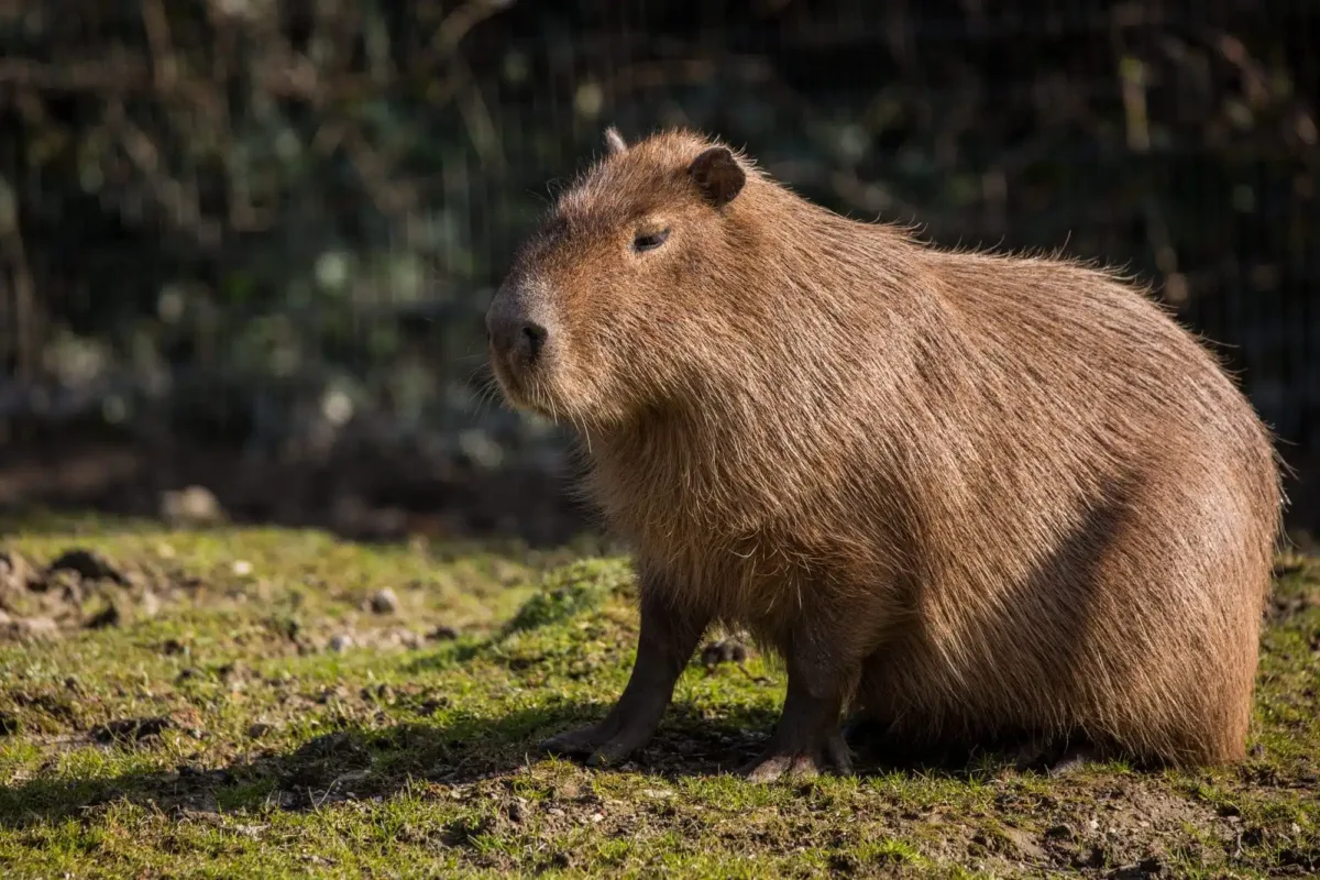 What animal looks like a capybara