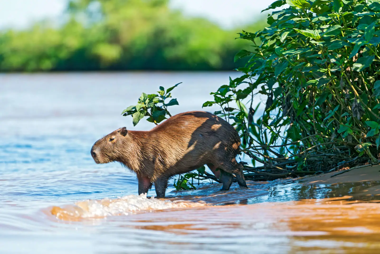 capybara natural habitat