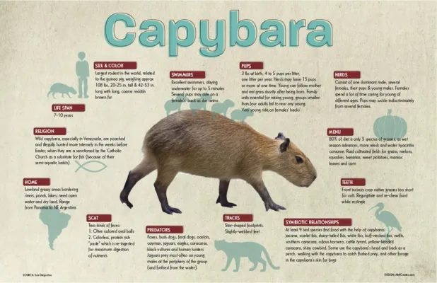 Capybara Life Cycle