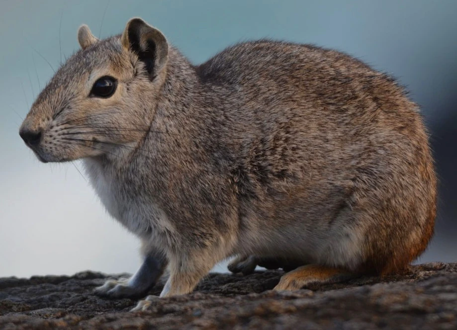 Rock Cavies